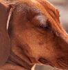 Perro salchicha a contraluz y con los ojos cerrados.