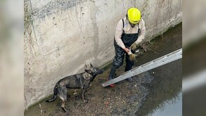 Elementos de Protección Civil y Bomberos de Tonalá lograron rescatar a un perro pastor belga atrapado a cuatro metros de profundidad en un canal pluvial.