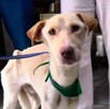 Perrito con signos de desnutrición, un pañuelo verde y una correa morada atados al cuello dentro de una veterinaria con personas alrededor