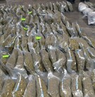 BOLSAS DE PLÁTICO CARGADAS DE MARIHUANA