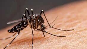 La Laguna de Durango reporta cero casos de dengue en 2026
