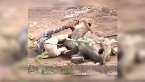 Hombre tendido en el suelo de tierra tratando de alejar a una leona con brazos y piernas mientras esta lo muerde del brazo
