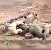 Hombre tendido en el suelo de tierra tratando de alejar a una leona con brazos y piernas mientras esta lo muerde del brazo