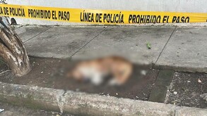 Al menos 12 perros y gatos habrían sido envenenados en Ciudad Guzmán; autoridades investigan el caso de crueldad animal para identificar a los responsables.