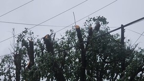 Árbol podado