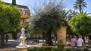 ciudad de granada revisando el cambio de temperatura según el tipo de árbol plantado