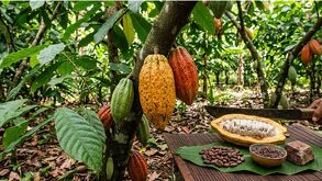 planta de cacao en Perú