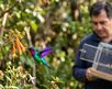 Los colibríes son una especie protegida y cualquier acción que dañe a la dañe a la especie es penalizada.