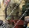 Revelan video del patio donde hallaron los restos de Gaeli en una hielera tras ser asesinada por su pareja.