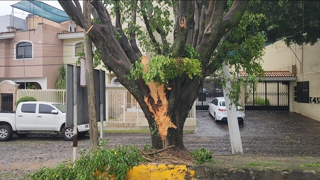 Árboles en Zpaopan