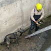 Elementos de Protección Civil y Bomberos de Tonalá lograron rescatar a un perro pastor belga atrapado a cuatro metros de profundidad en un canal pluvial.