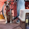 Investigan muerte de 70 mascotas tras campaña de esterilización en Xochimilco; denuncian uso de alambres