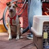 Investigan muerte de 70 mascotas tras campaña de esterilización en Xochimilco; denuncian uso de alambres