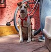 Investigan muerte de 70 mascotas tras campaña de esterilización en Xochimilco; denuncian uso de alambres