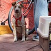 Investigan muerte de 70 mascotas tras campaña de esterilización en Xochimilco; denuncian uso de alambres