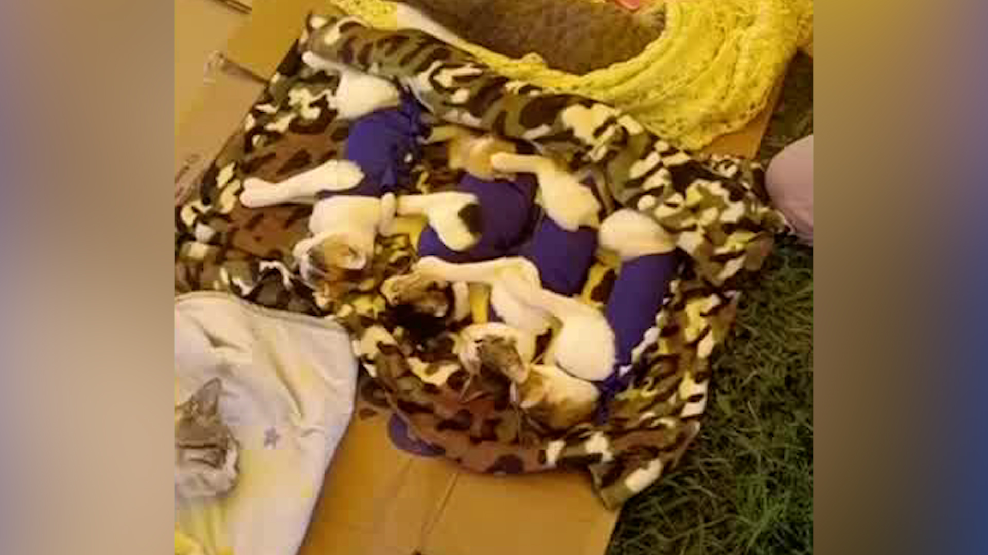 70 mascotas murieron en esterilización en Xochimilco. Luna falleció por infecciones y hemorragia. Karla N desapareció. Descubre la negligencia veterinaria.