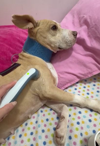 Martina sobrevivió a la violencia y los prejuicios en Cajititlán. Hoy se recupera en el Refugio Buenos Chicos y espera un hogar que la ame.