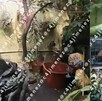 Revelan video del patio donde hallaron los restos de Gaeli en una hielera tras ser asesinada por su pareja.