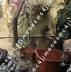 Revelan video del patio donde hallaron los restos de Gaeli en una hielera tras ser asesinada por su pareja.