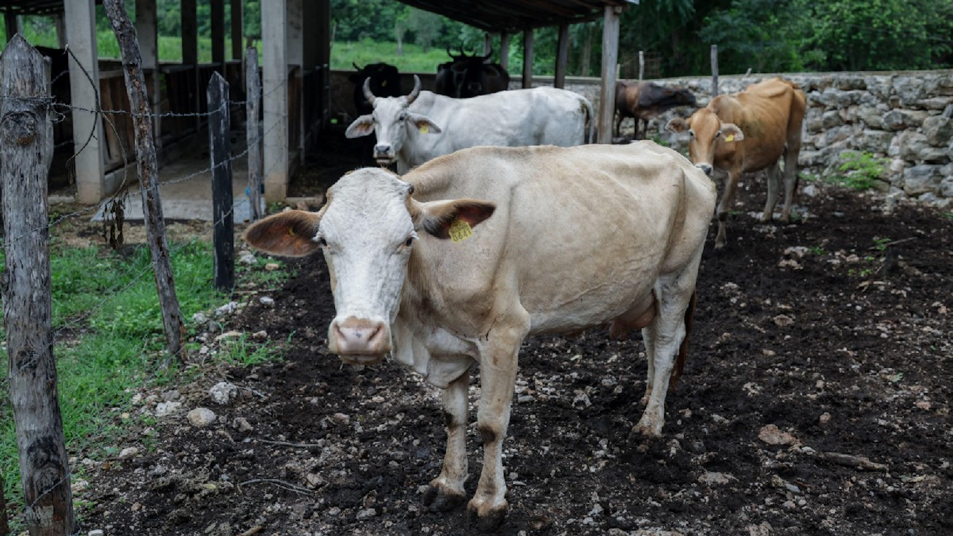 Desaparecen 46 vacas Charolais en General Terán desde febrero. Robo hormiga sin forzar candados. Fiscalía investiga abigeato en región citrícula.