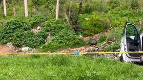 Cementerio clandestino de perros y gatos de raza en El Salto