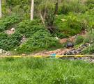 Cementerio clandestino de perros y gatos de raza en El Salto