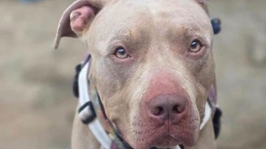 el rostro de un perro pitbull