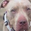 el rostro de un perro pitbull