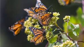 Reserva de la Biosfera Mariposa Monarca en Michoacán cumple 18 años como patrimonio mundial.