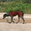 Perro callejero con heridas por quemadura en el cuerpo.