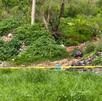 Cementerio clandestino de perros y gatos de raza en El Salto