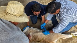 Colima reporta casos de gusano barrenador en perros, gatos y ganado | Arnoldo Delgadillo