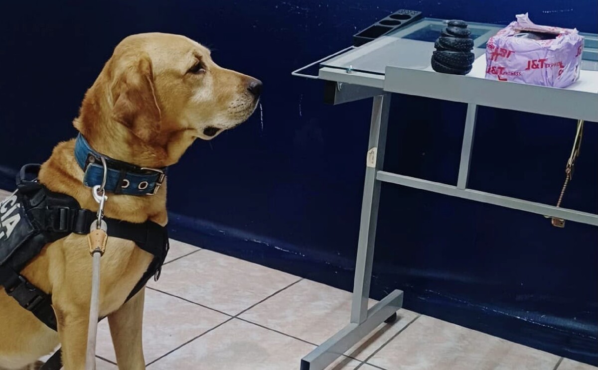 Arturo, binomio canino de la Policía de Torreón con paquete de droga que detectó.