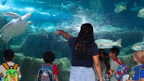¡Aprovecha el verano en el Acuario Michin Guadalajara! Descubre los precios especiales desde $99 pesos por persona, los bloques de horarios y restricciones.