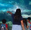 ¡Aprovecha el verano en el Acuario Michin Guadalajara! Descubre los precios especiales desde $99 pesos por persona, los bloques de horarios y restricciones.