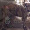 Perro abandonado con desnutrición y heridas en el lomo y cerca de la cola delante de un muro de ladrillos y una reja