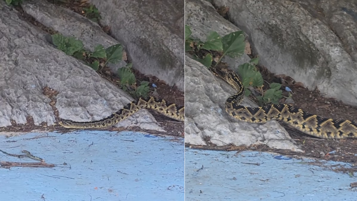 Víbora de cascabel avanzando lento en Cerro de la Silla