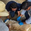 Gusano barrenador en Colima en animales domésticos