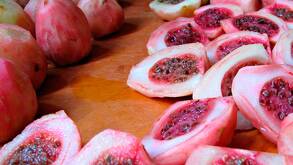 El nombre xoconostle proviene del náhuatl “xococ” que significa agrio y “nochtl” tuna | Secretaría de Agricultura y Desarrollo Rural