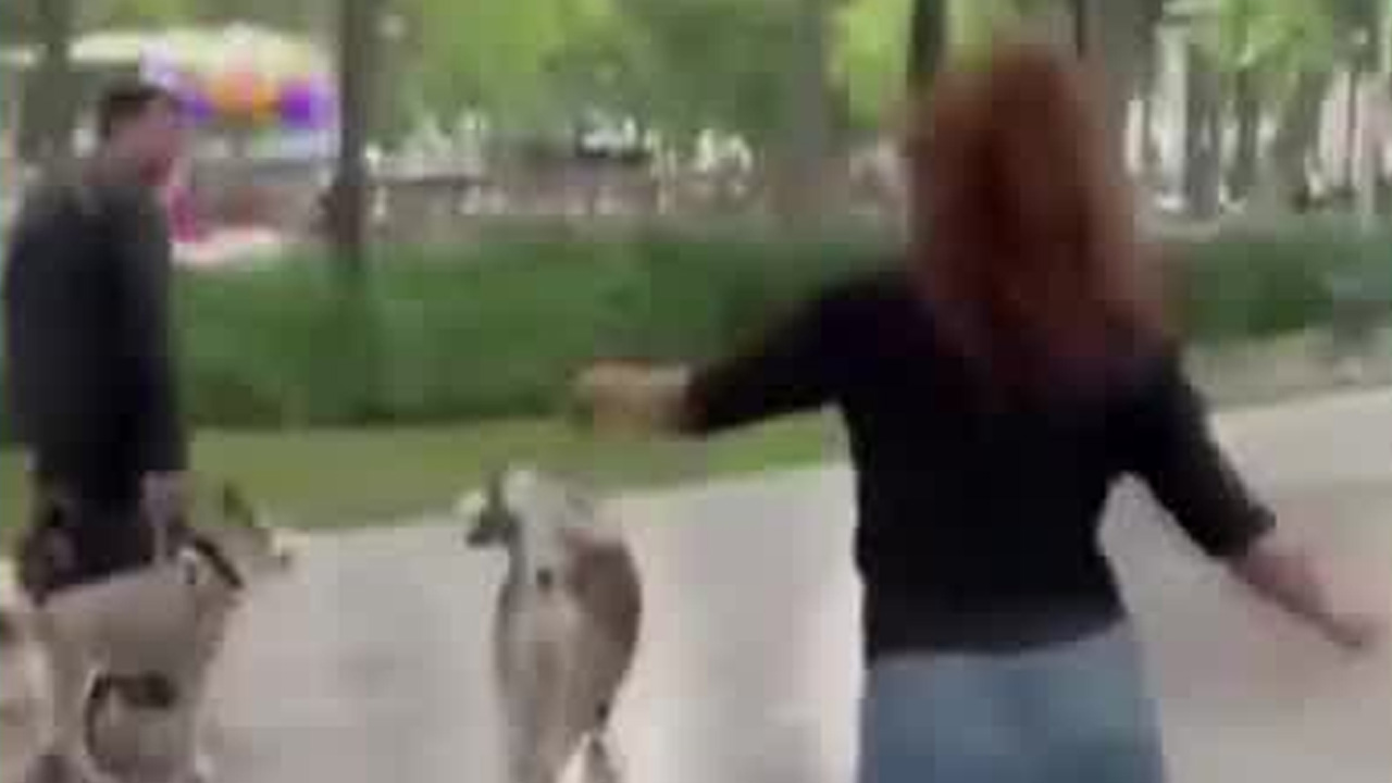 Una mujer denunció haber sido agredida por una pareja en la Alameda Central luego de que sus perros, presuntamente sin correa, atacaran a su mascota.