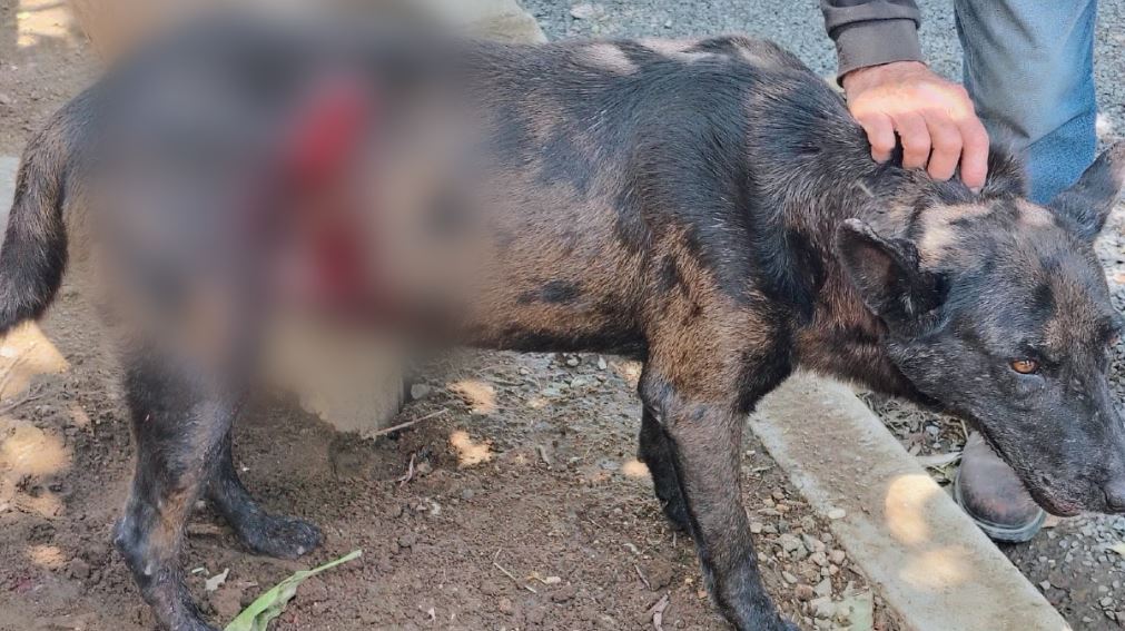 Un joven de 22 años fue capturado en El Salto tras atacar a un canino con un arma blanca. El perro fue operado de urgencia. Entérate de los detalles.
