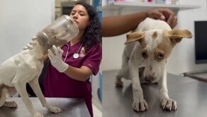 Perrita atorada en bote de plástico en Escobedo