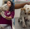Perrita atorada en bote de plástico en Escobedo