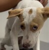 Perrita atorada en bote de plástico en Escobedo