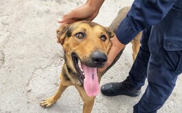 Perrito callejero que fue adoptado por La Ola luego de un operativo en el que se detuvo a cuatro personas por acumular basura en Torreón.