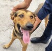 Perrito callejero que fue adoptado por La Ola luego de un operativo en el que se detuvo a cuatro personas por acumular basura en Torreón.
