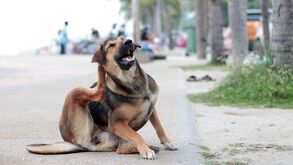 Los perros de la calle representan un reto logístico para las autoridades de salud en Puebla, al concentrar 55 de los 166 casos / CANVA