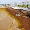 La presencia de sargazo en las playas de Quintana Roo continúa afectando la imagen de la Riviera Maya. / Cuartoscuro
