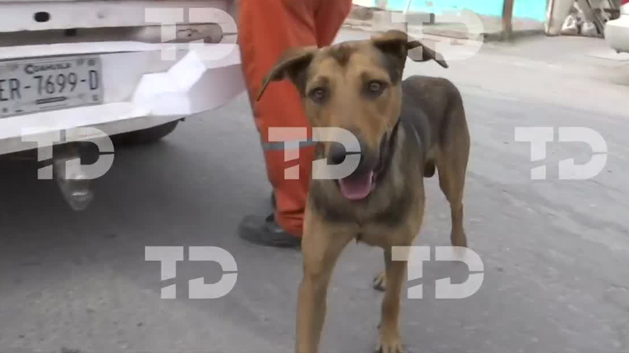 Un perrito callejero fue adoptado por La Ola luego de un operativo en el que se detuvo a cuatro personas por acumular basura en Torreón.