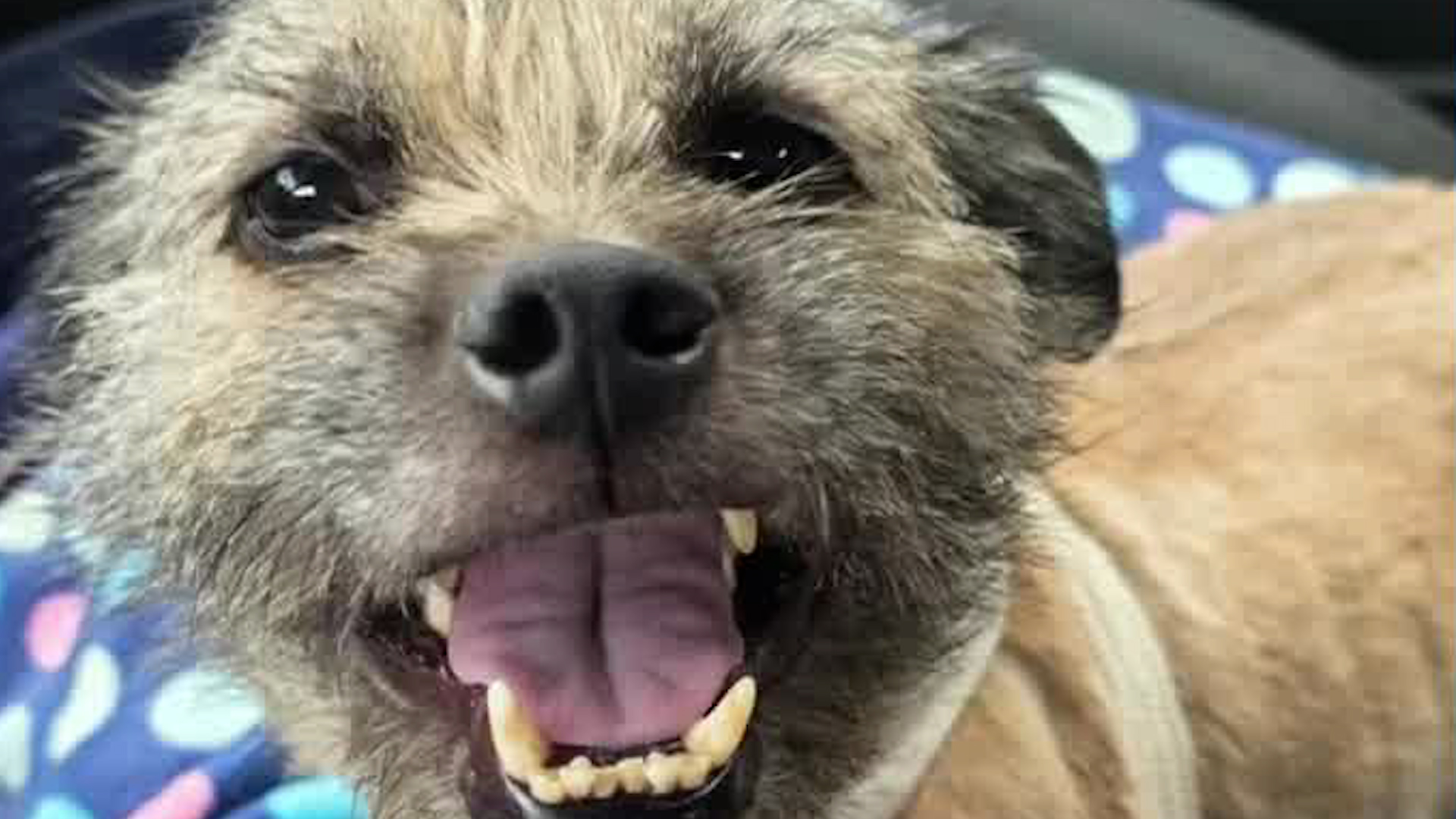 Mili, perrita rescatada en Iztapalapa con herida en la tráquea por crueldad animal. Recibió tratamiento veterinario y busca hogar. Adopta y transforma su vida.
